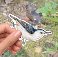 Image 1 of White-Breasted Nuthatch Bird Vinyl Sticker