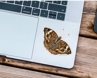 Image 2 of Common Buckeye Butterfly Vinyl Sticker 