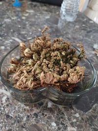 Image 3 of Pre Order Rise of Jericho - "Refresh & Recharge"
