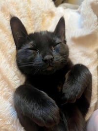 Poster cat bro