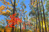 Image 1 of - Into The Valley -