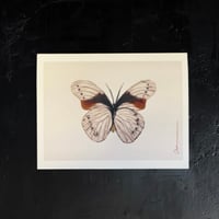 Image 2 of Insect Note Cards