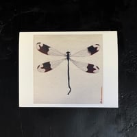 Image 4 of Insect Note Cards