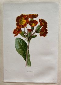 Image 7 of Flower Painting in Water Colours by F. Edward Hulme