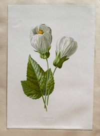 Image 5 of Flower Painting in Water Colours by F. Edward Hulme