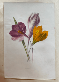 Image 1 of Flower Painting in Water Colours by F. Edward Hulme