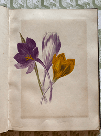 Image 4 of Flower Painting in Water Colours by F. Edward Hulme