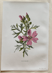 Image 8 of Flower Painting in Water Colours by F. Edward Hulme