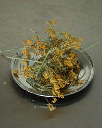 Wild Fennel Flowers