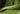 Brimstone (Gonepteryx rhamni)