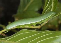 Image 1 of Brimstone (Gonepteryx rhamni)