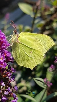 Image 2 of Brimstone (Gonepteryx rhamni)