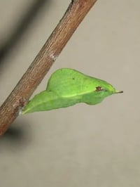 Image 3 of Brimstone (Gonepteryx rhamni)