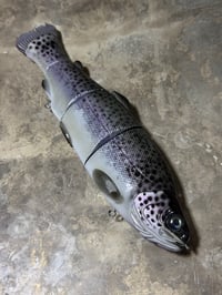 Image 2 of Immortal Trout 9.9 “Civil Dawn”