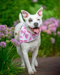 Image 2 of Reversible MOo MOo (Pink/Black)