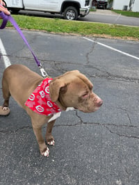 Image 2 of Reds Bandana