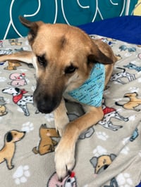 Image 1 of Blue Barkday