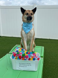 Image 2 of Blue Barkday