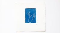 Image 1 of Sweet Pea 01