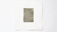 Image 1 of Eucalyptus 01