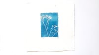 Image 1 of Sea Lavendar 01