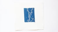Image 1 of Lavendar 01
