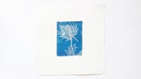 Thistle 02