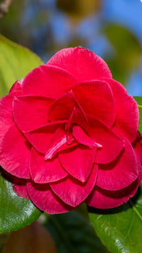 Image 2 of Camellia Japonica