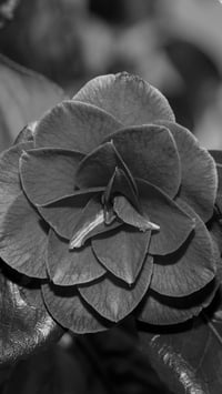 Image 3 of Camellia Japonica