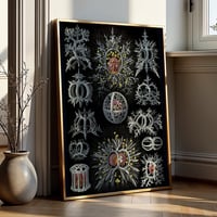 Image 1 of “Art Forms in Nature – Plate 71 (Stephoidea)” by Ernst Haeckel