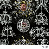 Image 3 of “Art Forms in Nature – Plate 71 (Stephoidea)” by Ernst Haeckel
