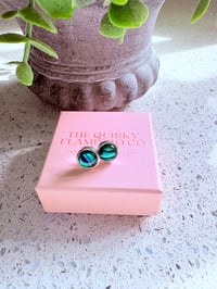 Green Abalone Studs