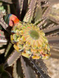 Image 4 of winter cactus bloom