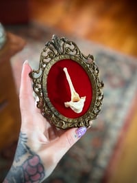 Image 2 of Framed Coyote Vertebrae #2
