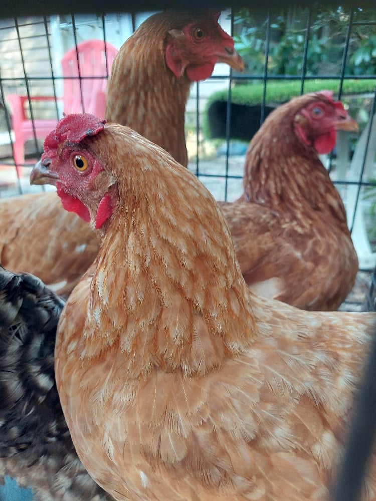 Image of HENS