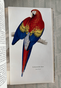 Image 5 of The Saturday Book Ninth Year