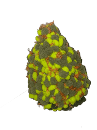 Image 2 of Emerald Embers Big BUDdie