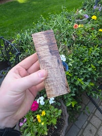 Image 1 of Tasmanian Blackwood 129