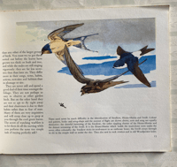 Image 3 of Bird Study in the Garden a Puffin Picture Book