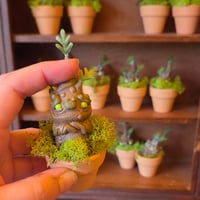 Image 2 of Mandrakes in Pots