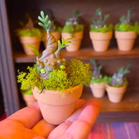 Image 1 of Mandrakes in Pots