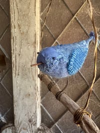 Image 5 of Swinging Bluebird
