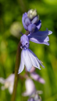 Image 8 of Purple Shadow