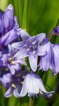 Image 10 of Purple Shadow