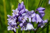 Image 11 of Purple Shadow
