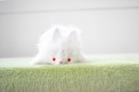 Image 1 of white bunny