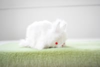 Image 2 of white bunny