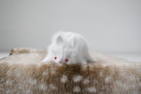 Image 3 of white bunny