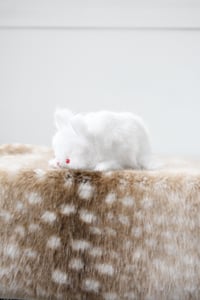 Image 4 of white bunny