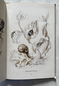 Image 3 of Some British Beetles